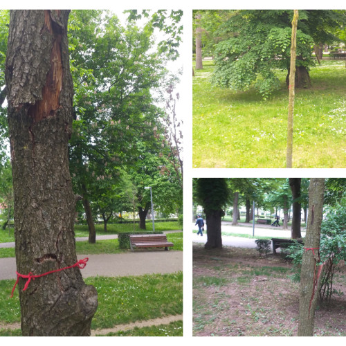 Primăria Cluj ignoră problema arborilor uscați din Parcul Central