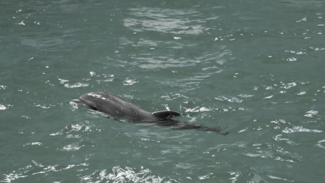 Baby, primul pui de delfin născut în captivitate în România, a murit