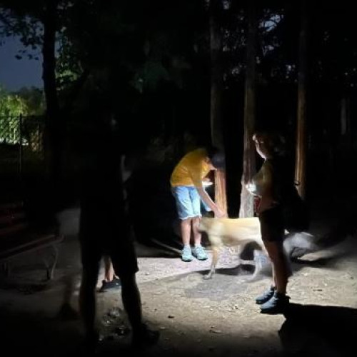 Clujenii se plâng de lipsa iluminatului public în parcul pentru câini din Grigorescu