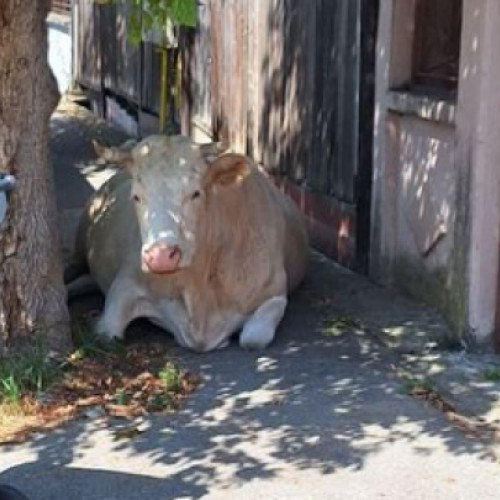 O vacă surprinsă odihnindu-se pe strada din Cluj-Napoca