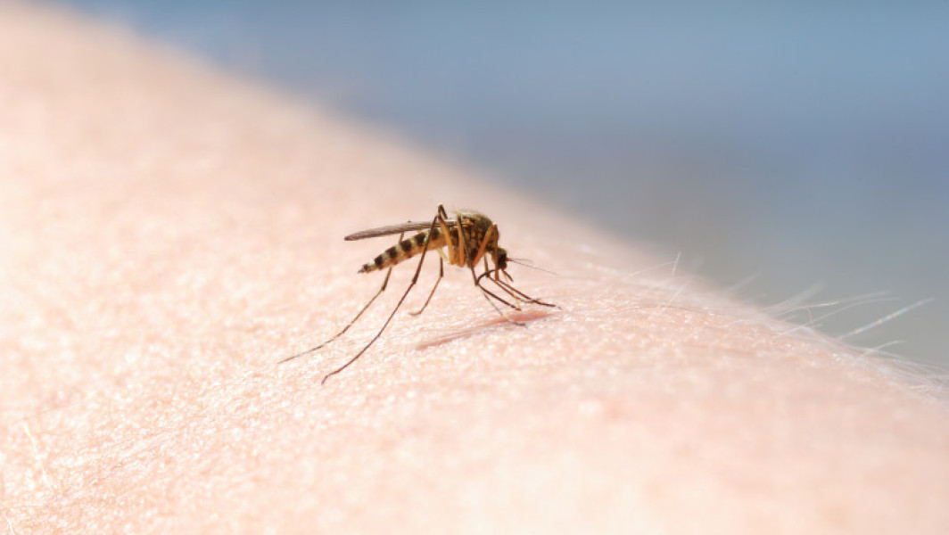 Primul deces din cauza virusului West Nile în România în acest sezon