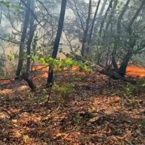 Pompierii clujeni se luptă cu un incendiu de vegetație în apropierea localității Magoaja