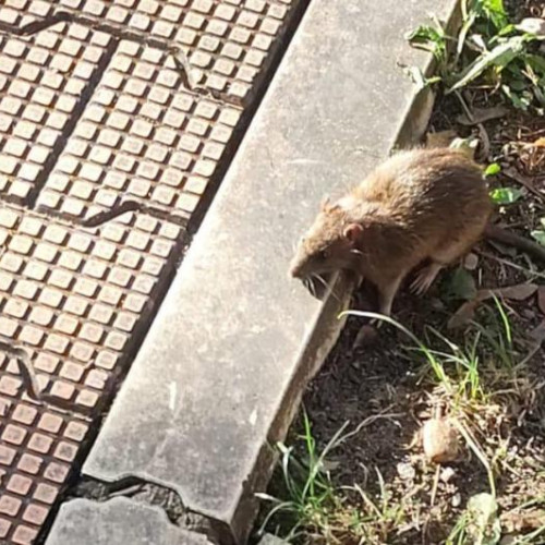 Invazie de sobolani în parc, în Gheorgheni!