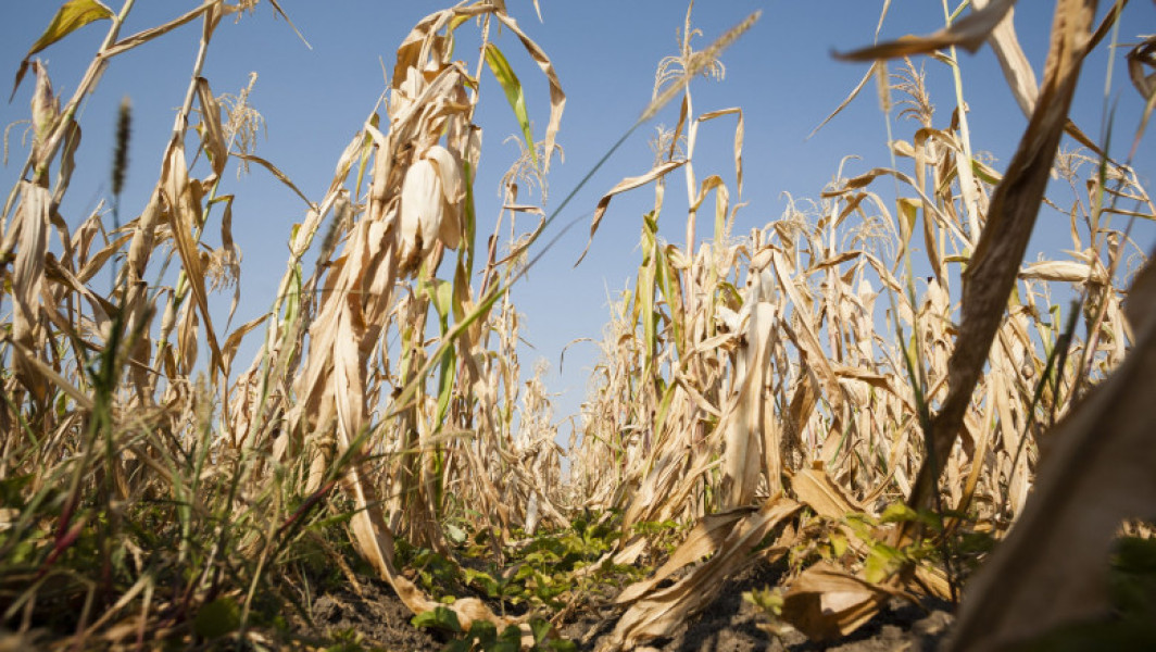 Valul de căldură istoric afectează grav agricultura din România