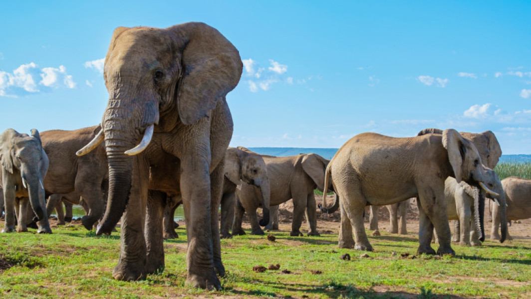 Namibia va sacrifica 723 de animale sălbatice pentru a ajuta populația afectată de secetă
