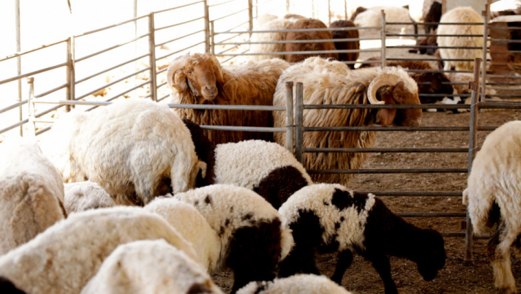 Creșterea numărului de ferme afectate de febra catarală ovină în Belgia