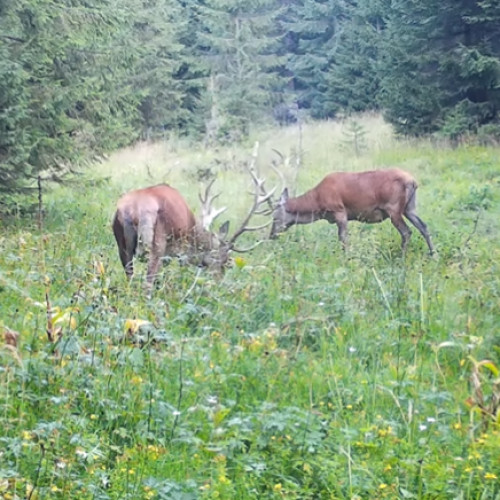 Doi cerbi surprinși în natural în Parcul Natural Apuseni