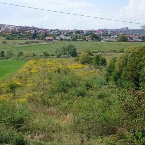 Ambrozia afectează sănătatea locatarilor din Cluj-Napoca