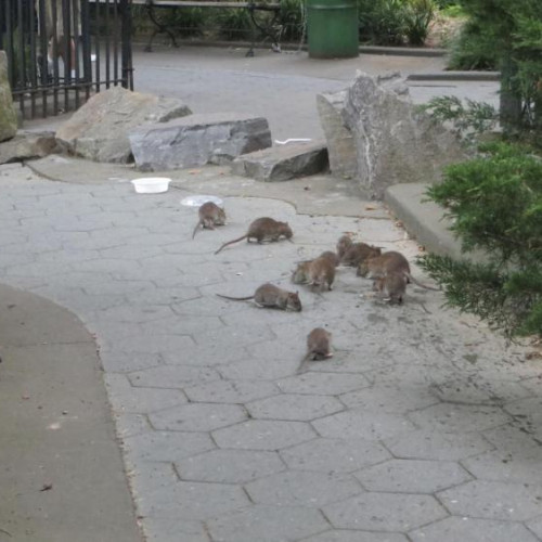 Revoltă a părinților din Gheorgheni din cauza stării parcului de pe strada Albac