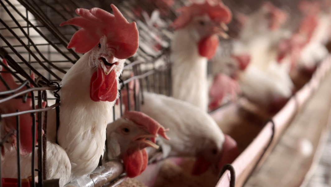 Primul caz de gripă aviară H5 confirmat la om fără expunere la animale infectate în SUA