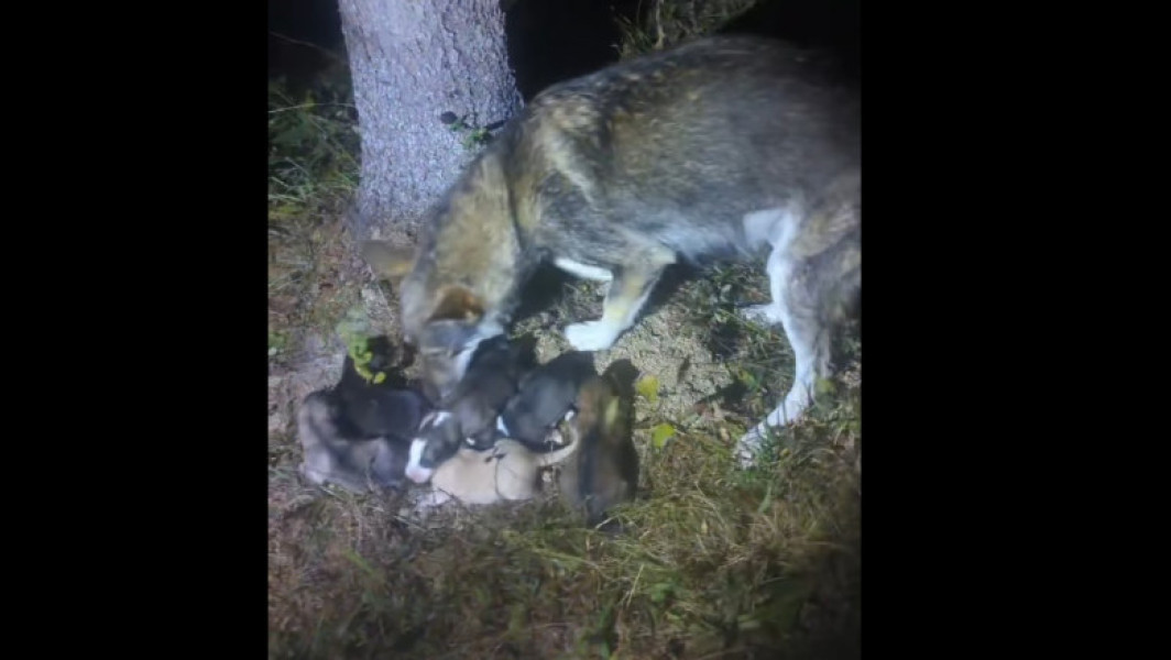 Jandarmii montani din Colibita salvează șase căței abandonați