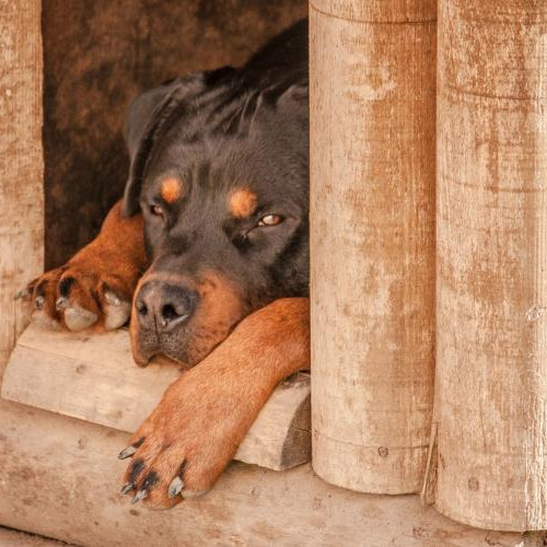 Un bărbat din Cluj a fost atacat de un câine lăsat liber pe stradă