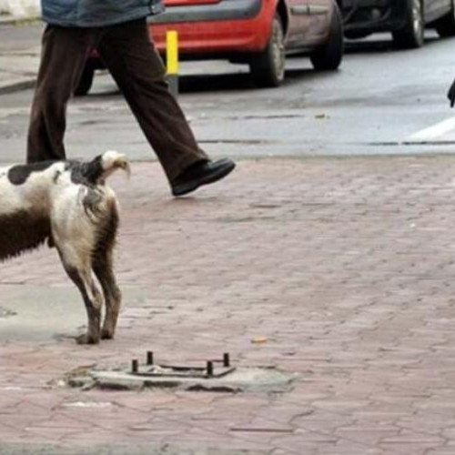 Probleme cu câinii agresivi în cartierul Dâmbul Rotund din Cluj-Napoca