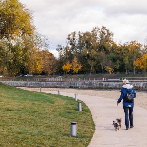 Plimbările cu câinii fără lesă provoacă nemulțumiri în rândul clujenilor