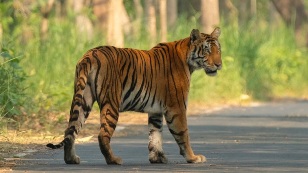 Tigru evadat dintr-o grădină zoologică din Mexic, cauzează panică în Texas