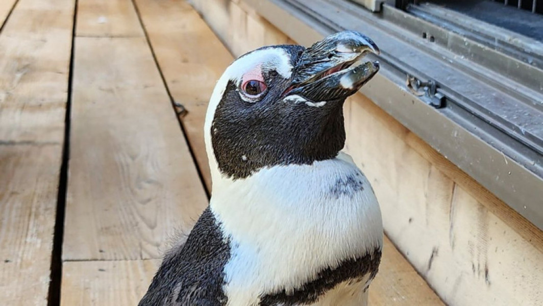 Pinguinul Pen-Chan supraviețuiește două săptămâni în mare după o evadare spectaculoasă