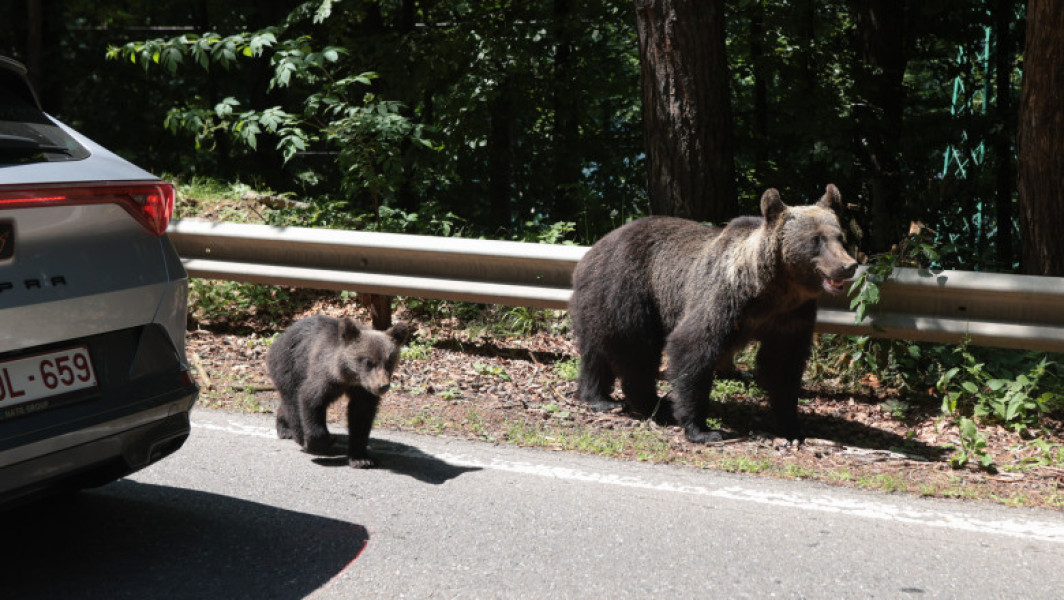 Ursii cersetori de pe Transfagarasan vor fi capturati si relocati