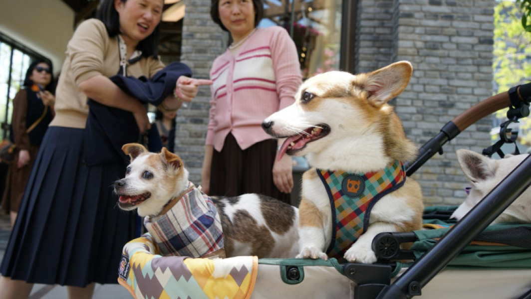 China se confruntă cu o populație în scădere și preferința pentru animale de companie
