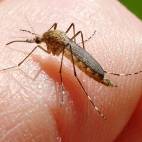 Numarul cazurilor de infectie cu virusul West Nile in Romania creste