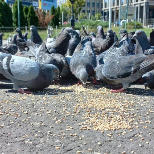 Parc pentru copii din Cluj-Napoca, invadat de excremente de porumbei