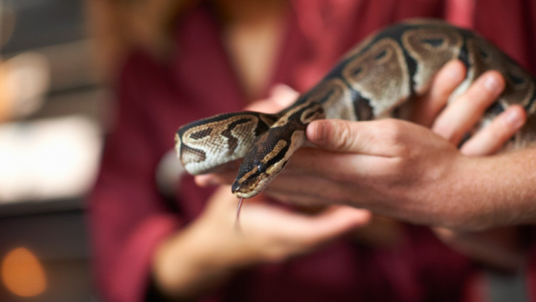 Femeie din Thailanda atacată de un piton în propria locuință