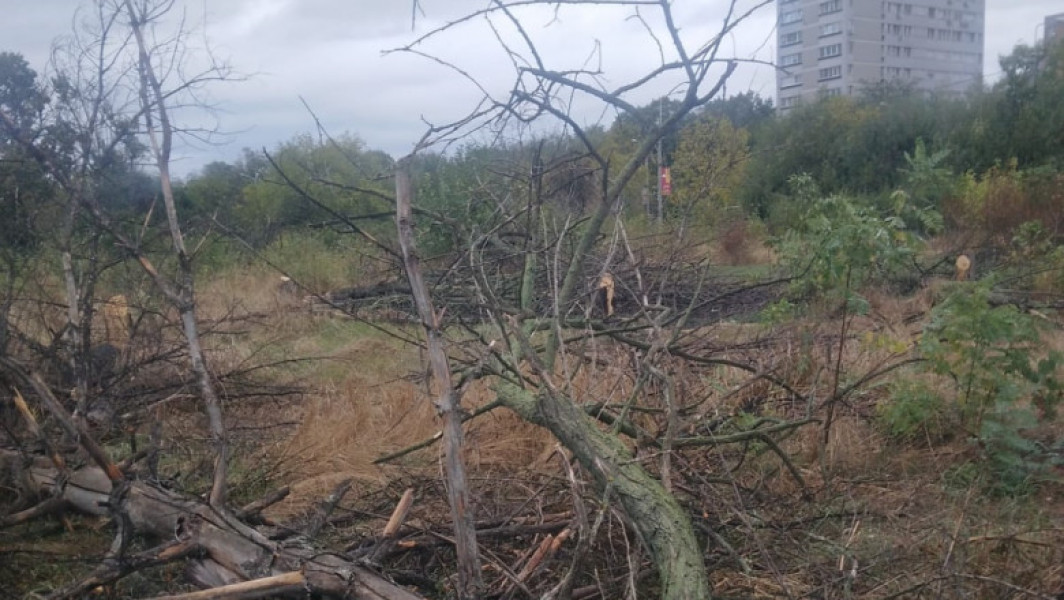 Doi bărbați din București cercetați pentru defrișare ilegală în Parcul IOR