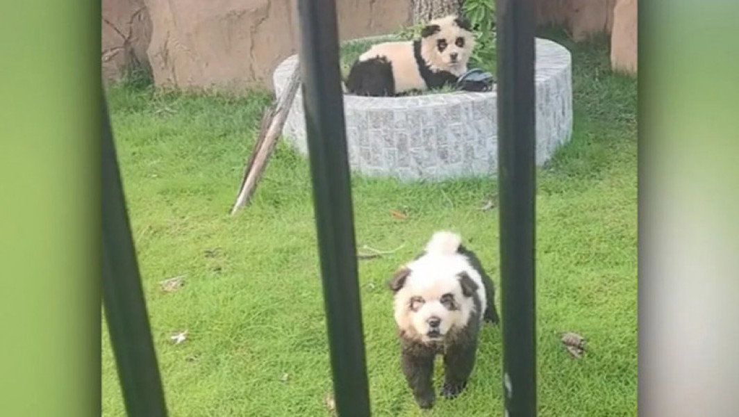 O grădină zoologică din China folosește câini vopsiți drept urși panda
