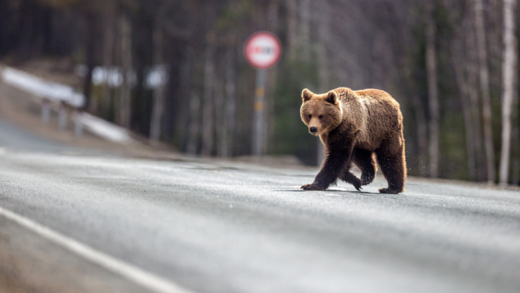 Stare de alertă în județul Argeș, un băiat atacat de un urs pe Transfăgărășan