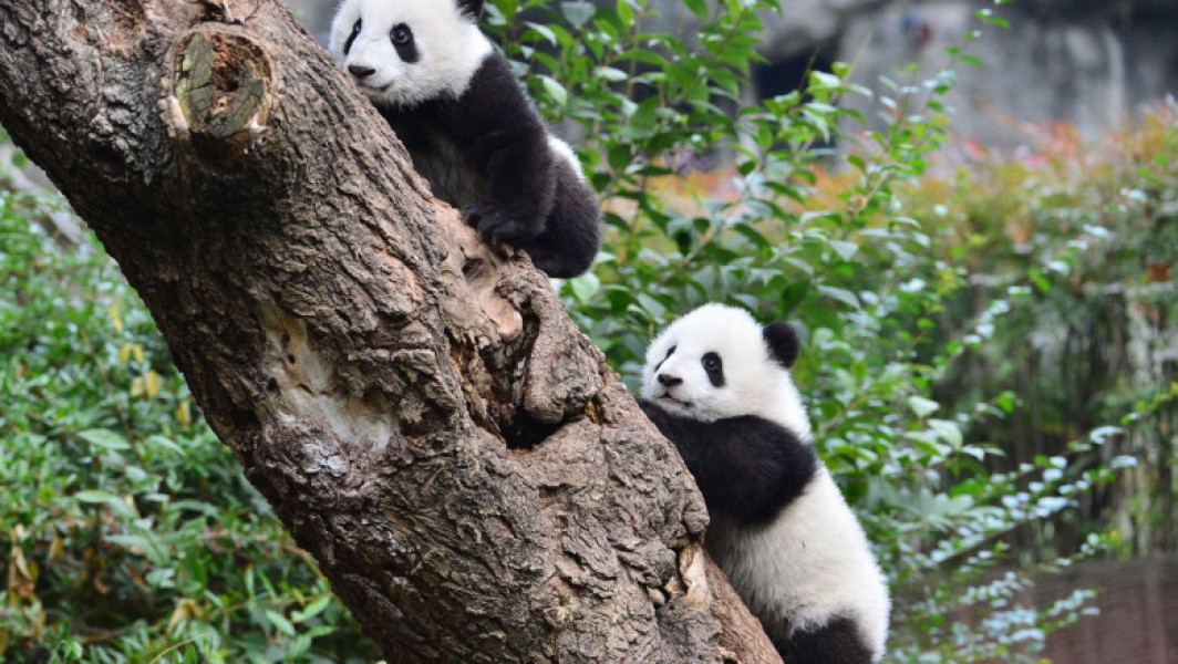 Doi panda de la grădina zoologică Ahtari din Finlanda, returnați înainte de termen din cauza costurilor ridicate