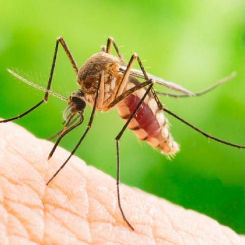 Confirmarea a 65 de cazuri de virus West Nile în România