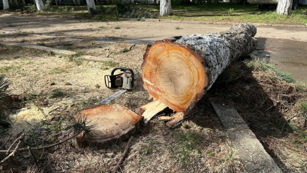 Incident grav la o instituție din Suceava: O angajată, spitalizată după ce un copac a căzut peste ea