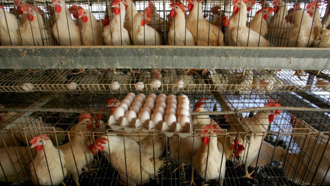 Ministerul Agriculturii solicită suspendarea importurilor de ouă și produse avicole din Ucraina