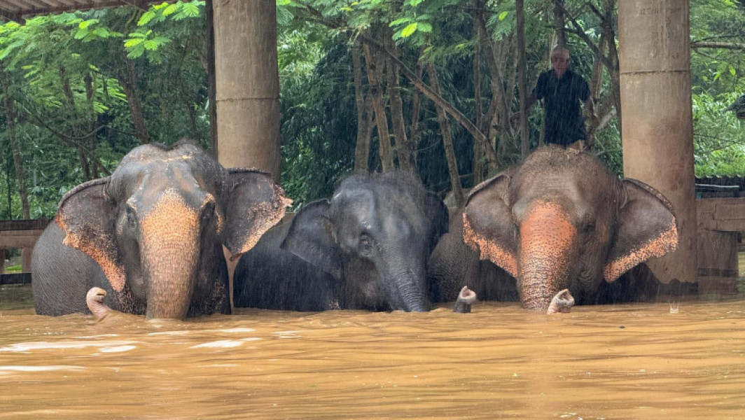 Peste 100 de elefanți evacuați dintr-un sanctuar din nordul Thailandei din cauza inundațiilor