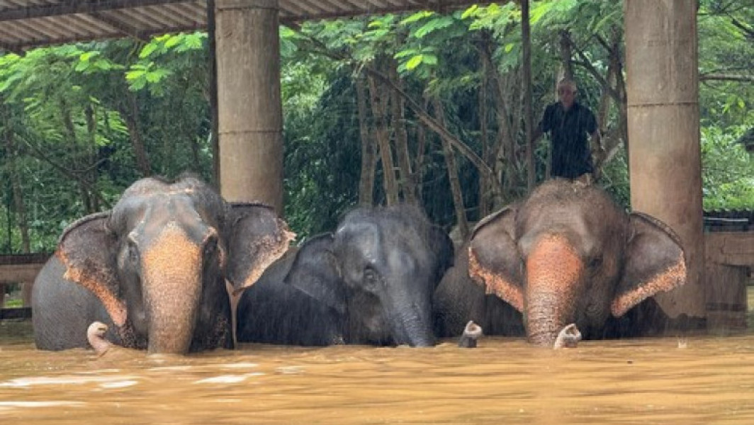 Doi elefanți au murit în urma inundațiilor din Chiang Mai