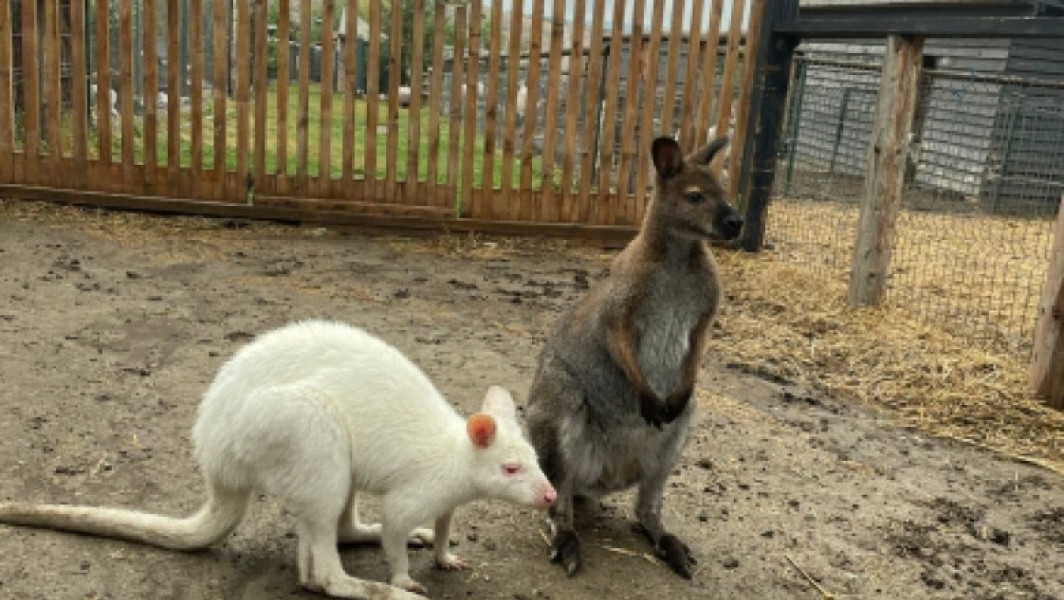 Controale ale autorităților în județul Iași: animale sălbatice și specii rare descoperite în gospodării