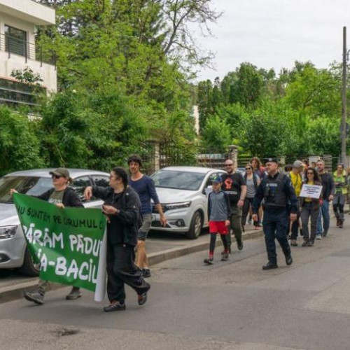 35 de profesori universitari îi cer lui Boc să intervină de urgență: „Interziceți traficul auto prin pădurea Hoia. Vom pierde ultimele hectare de pădure”