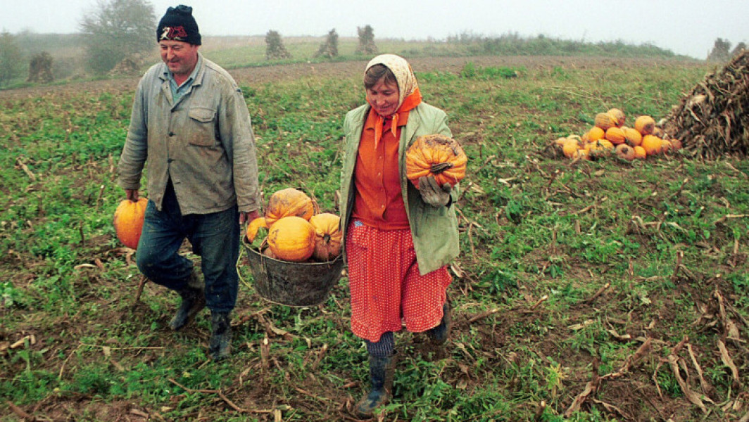 Creșterea prețurilor dovlecilor în România, influențată de popularitatea Halloweenului și secetă