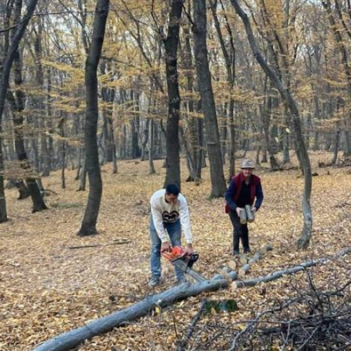 Taierile ilegale din pădurea Hoia-Baciu atrag îngrijorarea comunității