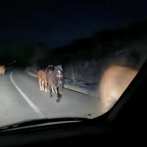 Patru cai liberi pe soseaua dintre Sacalaia și Bont pun în pericol traficul