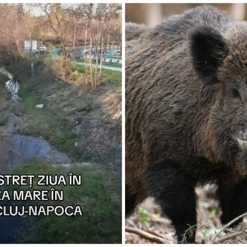 Porcul mistreț a apărut pe străzile cartierului Sopor din Cluj-Napoca