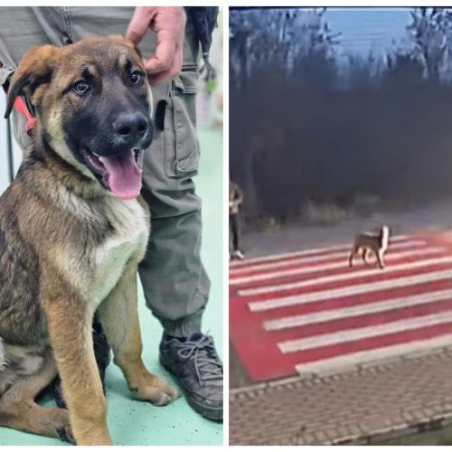 Câine accidentat pe o trecere de pietoni în Dej