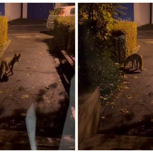 Vulpile creează panică în cartierul Gheorgheni din Cluj