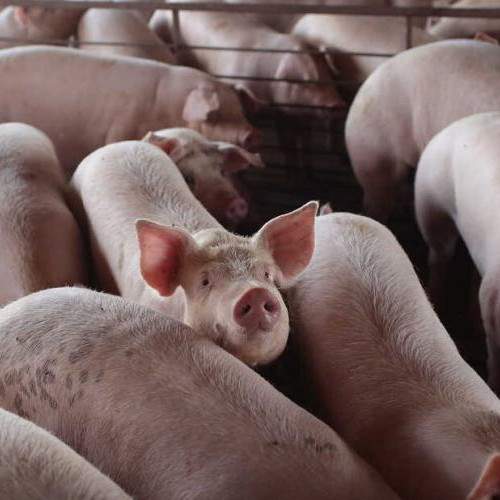 Pesta porcină confirmată în Panticeu, măsuri stricte de protecție