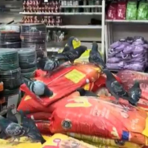 Zeci de porumbei au invadat un magazin Leroy Merlin din Cluj-Napoca