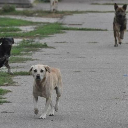 Clujenii din Borhanci se plâng de câinii lăsați liberi pe străzi
