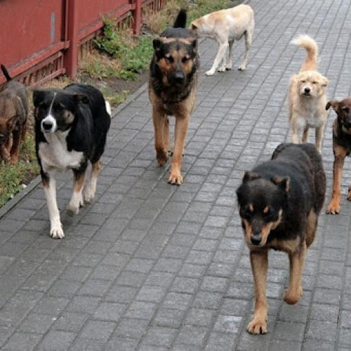 Creșterea alarmantă a cainilor fără stăpân în cartierul Borhanci din Cluj-Napoca