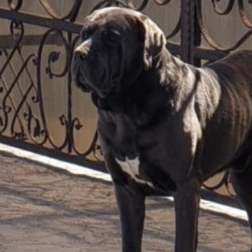 Vecin din Borhanci acuză un alt locatar pentru plimbarea câinilor fără lesă