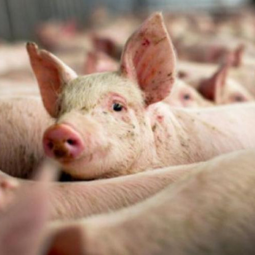 Focar de pestă porcină declarat în comuna Maguri Racatau, județul Cluj