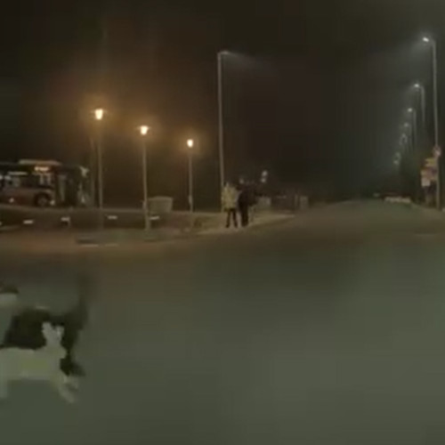 Iepuraș surprins traversând strada în Cluj-Napoca
