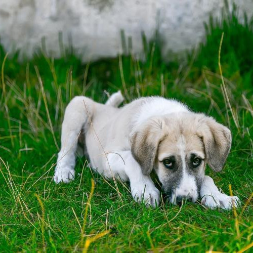 Clujenii se plâng de excrementele de animale din noul parc